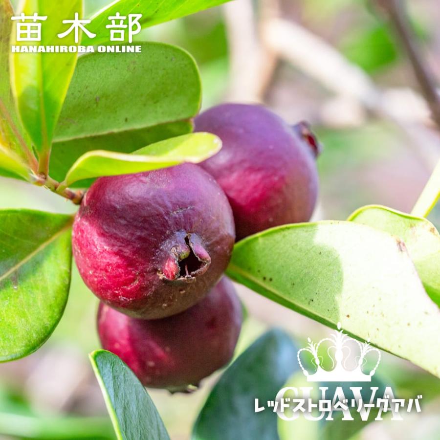 グアバ レッドストロベリーグアバ 4号ポット苗 : 苗木部 花ひろばオンライン - 通販 - Yahoo!ショッピング