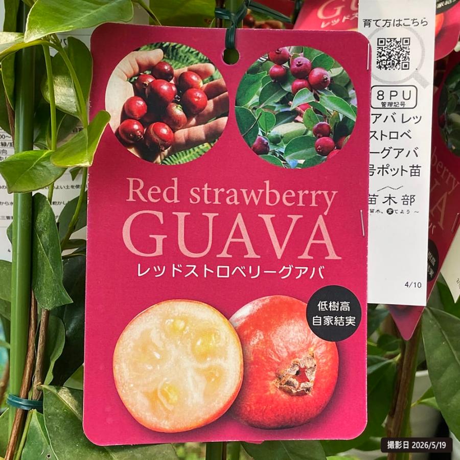 グアバ レッドストロベリーグアバ 4号ポット苗 : 苗木部 花ひろば