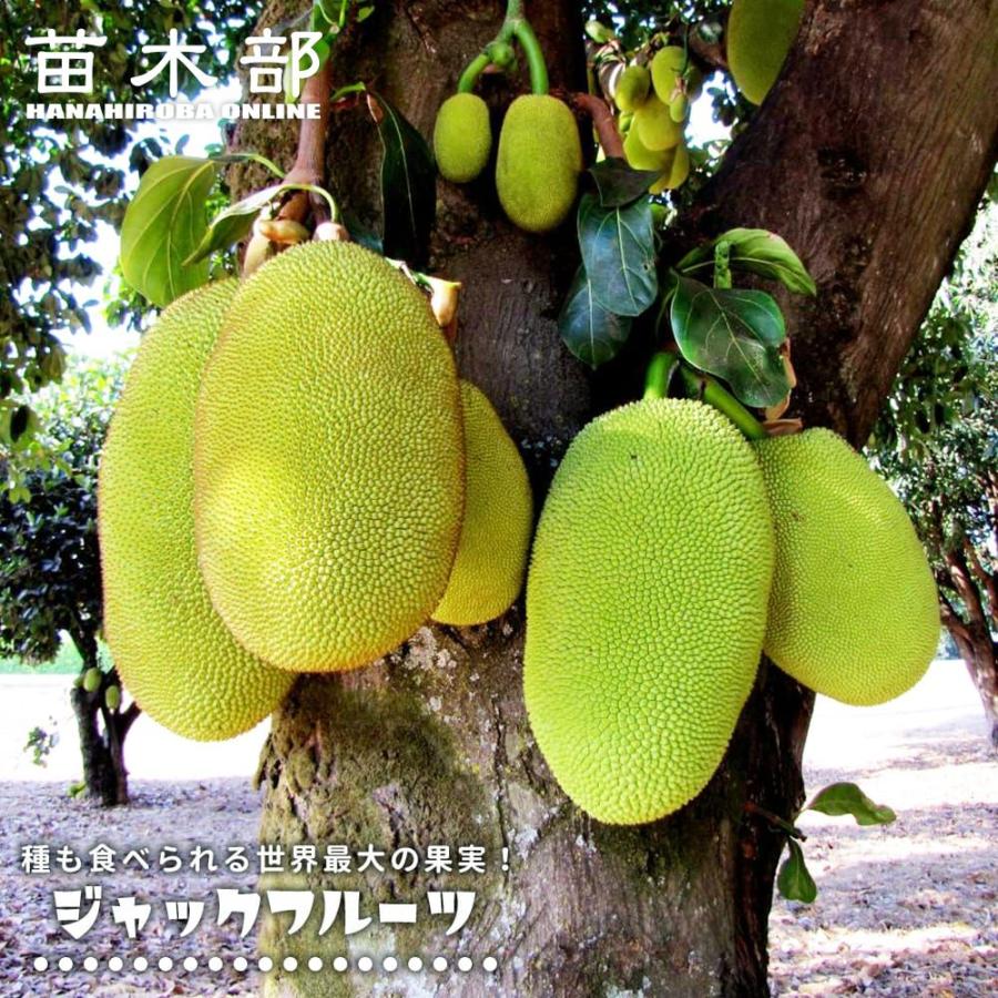 パラミツ(ジャックフルーツ)波羅蜜