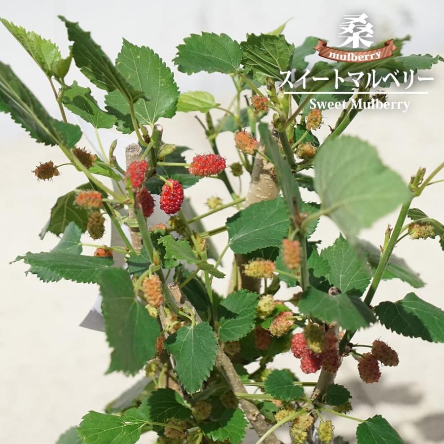 マルベリー スイートマルベリー 5号ポット苗 : 苗木部 花ひろば