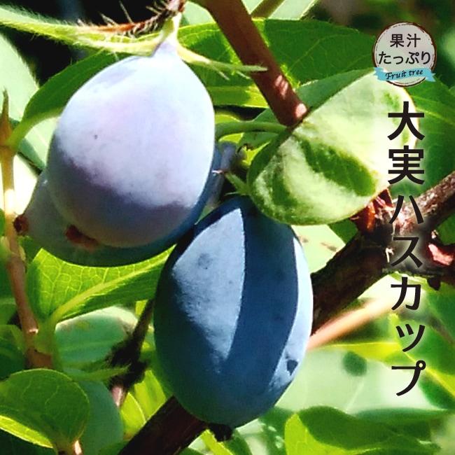 大実ハスカップ 4.5号ポット苗 : 苗木部 花ひろばオンライン - 通販