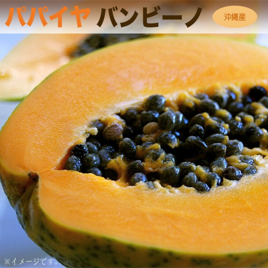 バンビーノ パパイヤ苗 3.5号ポット苗 沖縄県産 : 苗木部 花ひろば