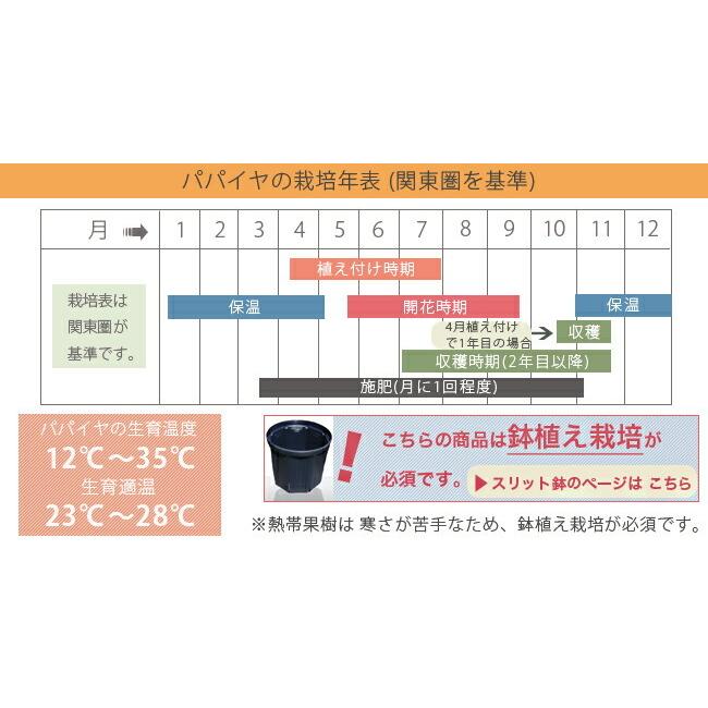 レッドバレル パパイヤ 3 5号ポット苗 沖縄県産 Kaju Papaiya Redbareru01 苗木部 花ひろばオンライン 通販 Yahoo ショッピング