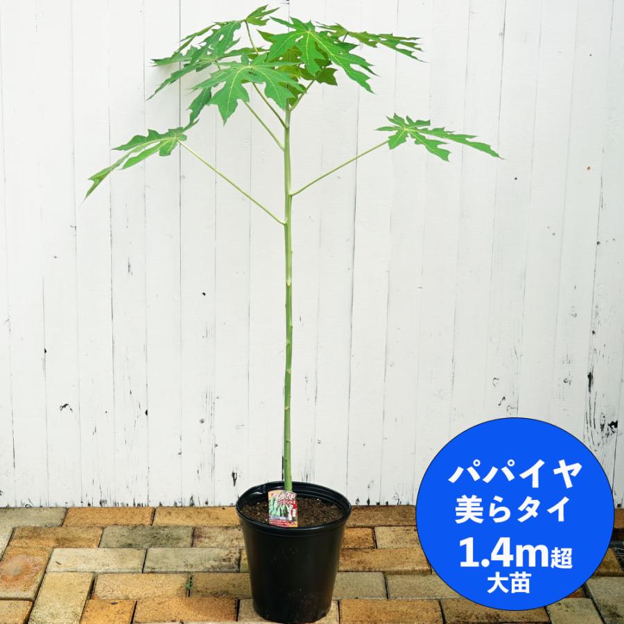 美らタイ 青パパイヤ 特大苗 実生 愛知県産 大型宅配便 沖縄