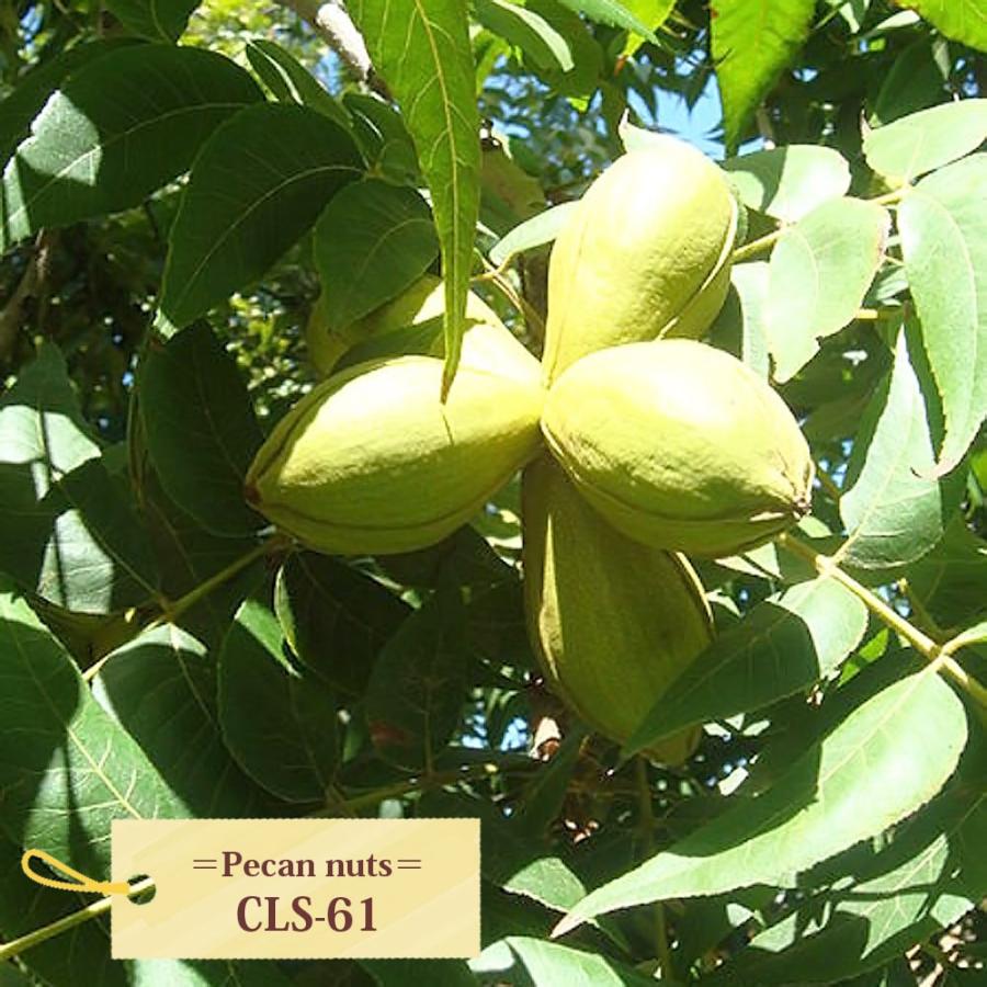 苗ページです！ ペカンナッツ CLS-61 1年生接木 6号ポット苗 : 苗木部 花ひろば