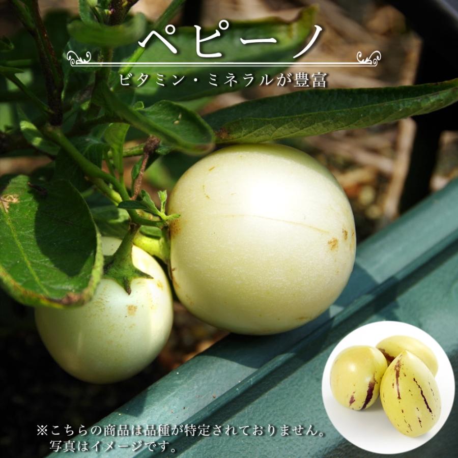 ペピーノ　苗　果実　沖縄フルーツ　植物・果樹・食用 ペピーノ【果樹苗 10.5cmポット実生苗／1個】｜ 【植物の