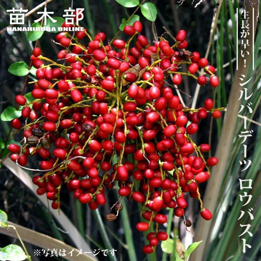 2025年12月】ナツメヤシ（観葉植物）（観葉植物種類：ヤシ）のおすすめ