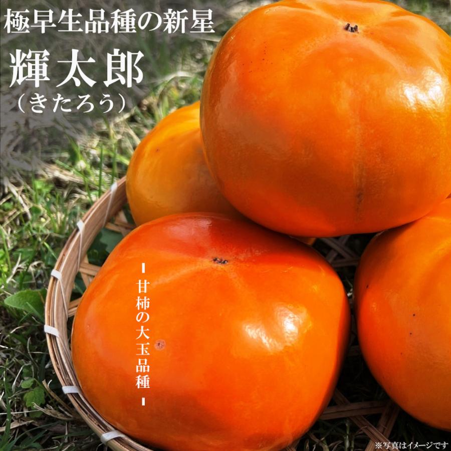 柿の苗木 輝太郎 （きたろう） 完全甘柿 3年生接木苗 登録品種・品種