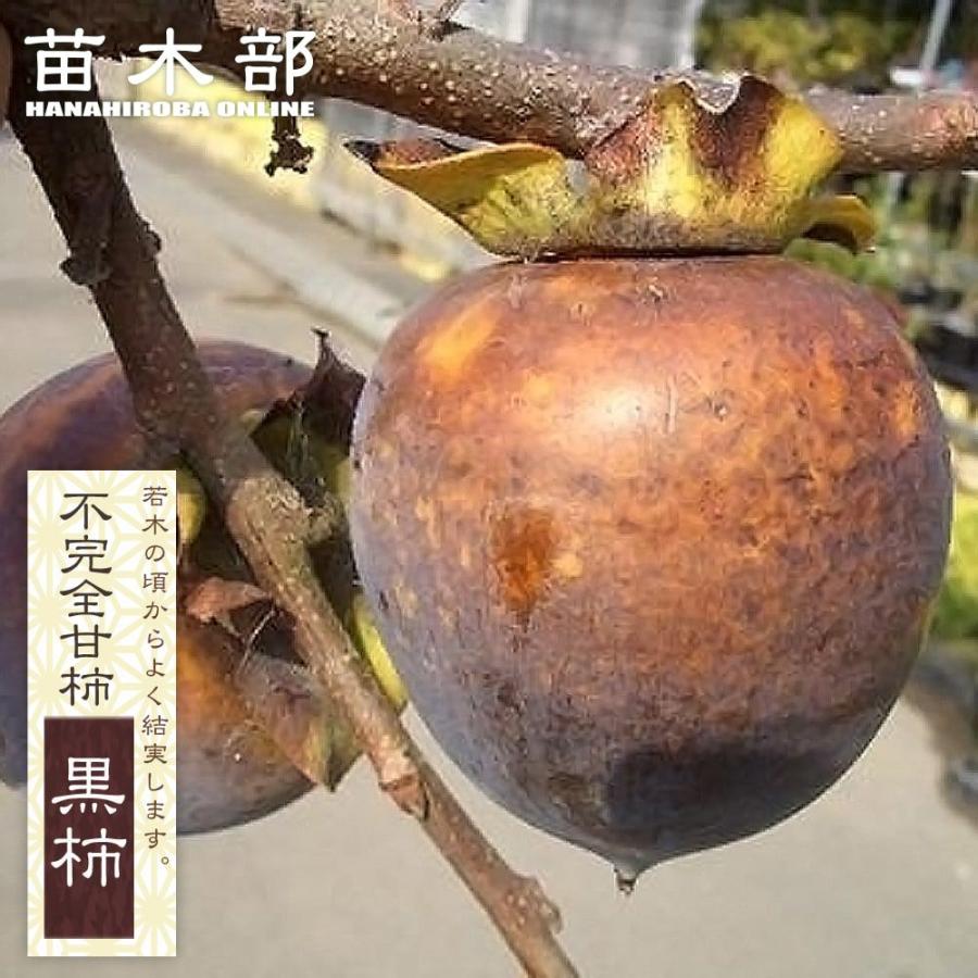 柿の苗木 黒柿 不完全甘柿 1年生接木苗 爆買いweek : 苗木部 花ひろば