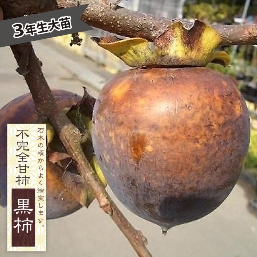 柿の苗木 黒柿 不完全甘柿 3年生接木1.1m大苗 産地で剪定済 1.1m苗 爆