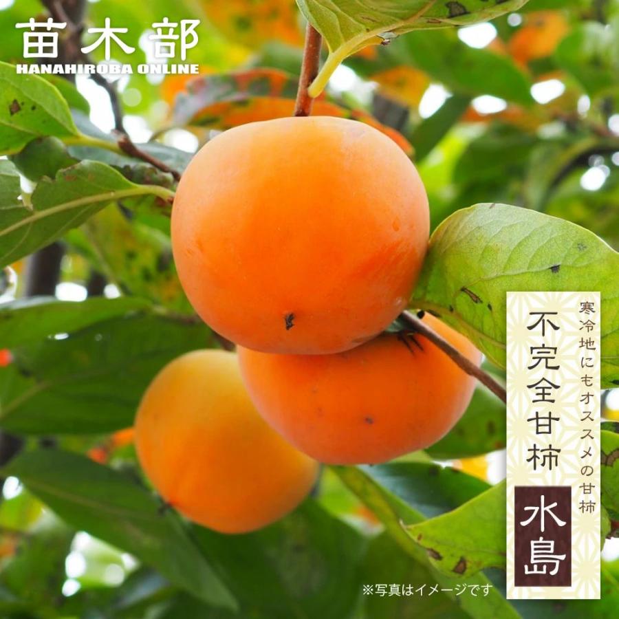 柿の苗木 水島 不完全甘柿 1年生接木苗 : 苗木部 花ひろばオンライン