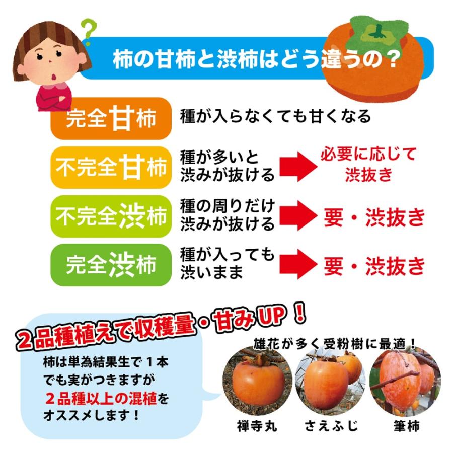 柿の苗木 愛秋豊 完全甘柿 1年生接木苗 : 苗木部 花ひろば 柿の苗木 愛秋豊 完全甘柿 1年生接木苗 : 苗木部 花ひろば