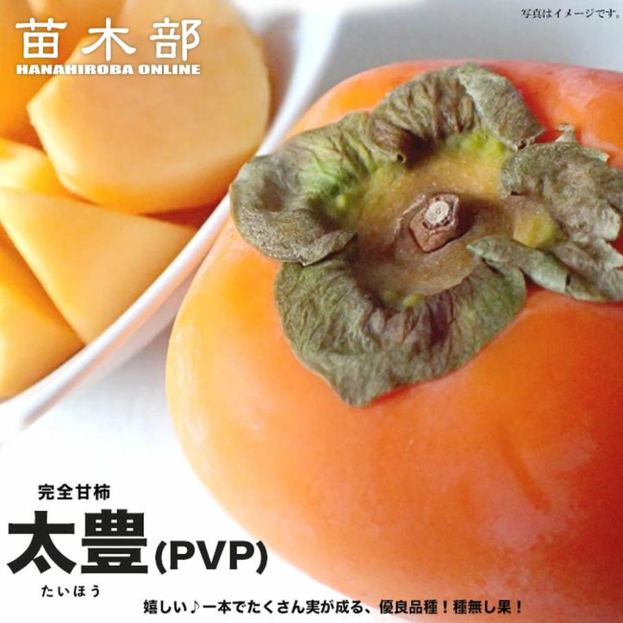 柿の苗木 太豊 完全甘柿 2年生接木苗 限定販売 登録品種・品種登録