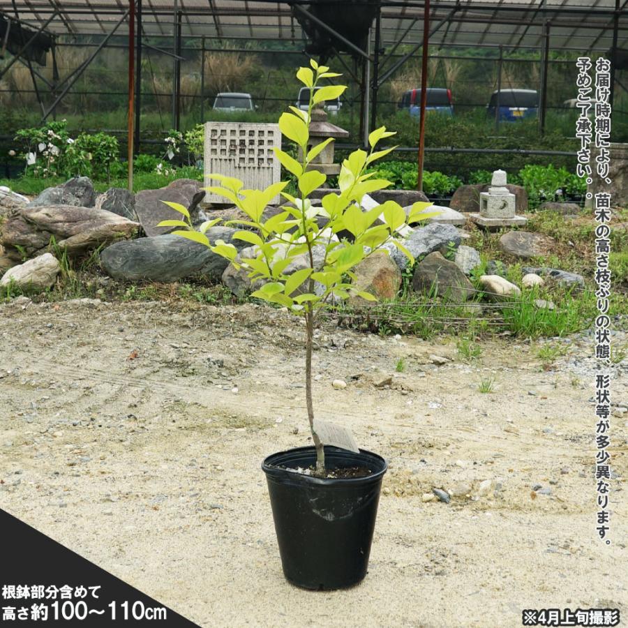 柿の苗木 太秋柿 完全甘柿 3年生接木大苗 1.1m苗 産地で剪定済 予約