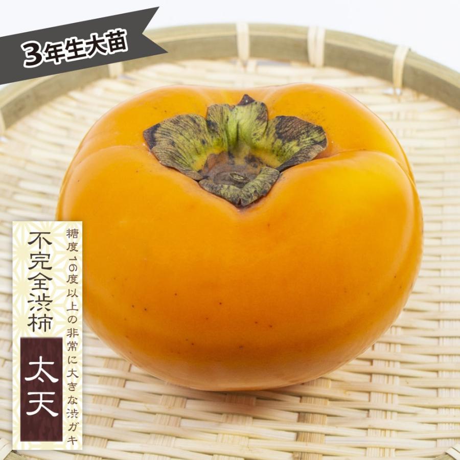 柿の苗木 太天柿 不完全渋柿 3年生接木大苗 長尺 大型宅配便・大梱包