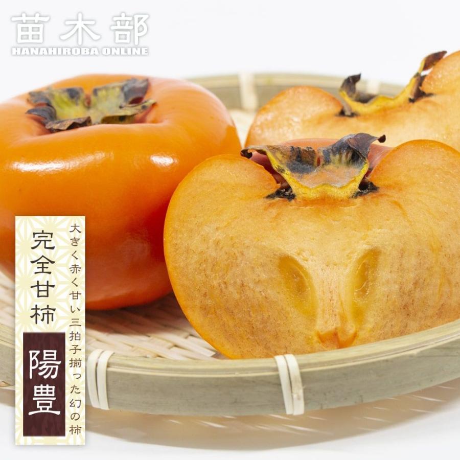 高級、甘柿の苗木、有機栽培１年生１０株＋プティ粗品＋匿名送料無料、同梱可能です☘ 柿の苗木 陽豊柿 完全甘柿 1年生接木苗 予約販売11〜12月頃入荷予定