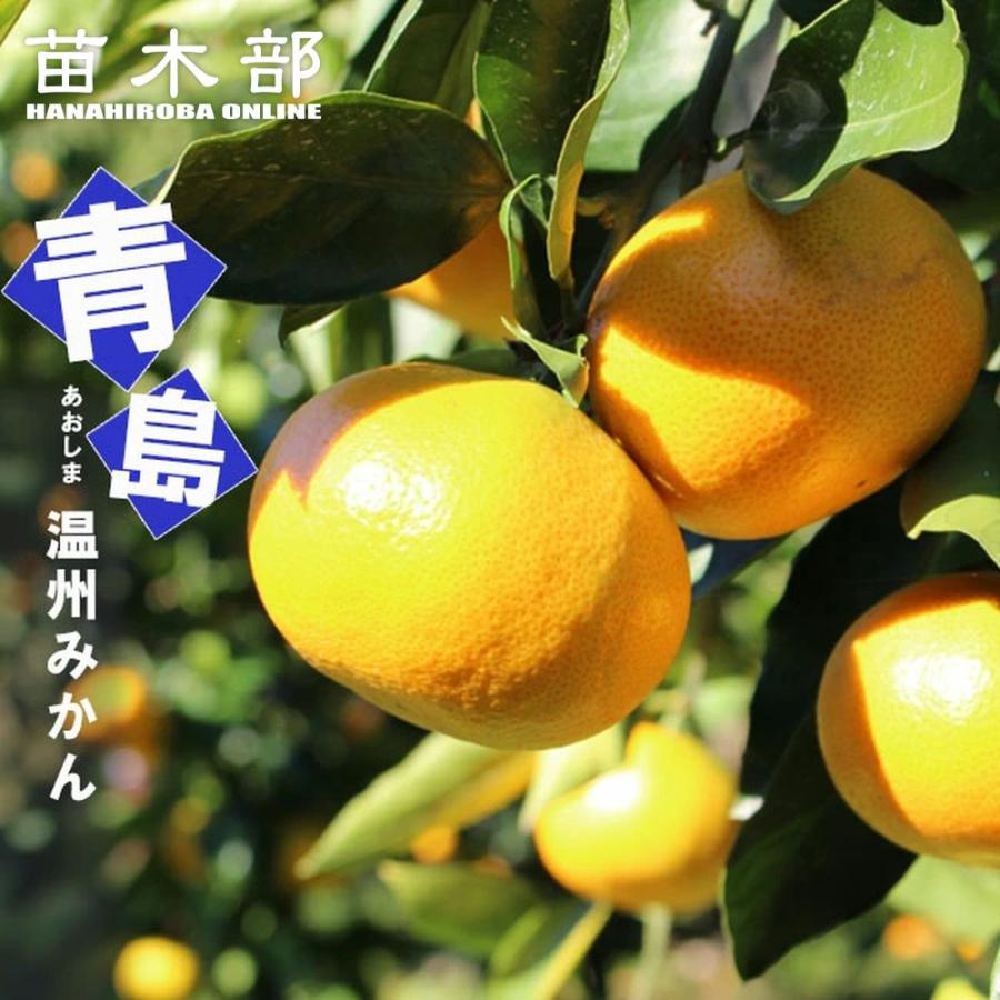 みかん 苗木 青島温州みかん 1年生接木苗 爆買いweek : 苗木部 花