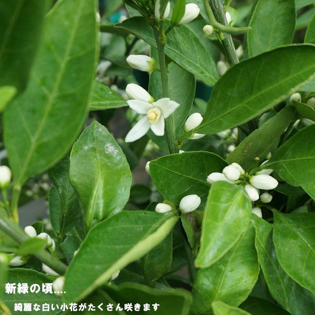 みかん 苗木 青島温州みかん 1年生接木苗 爆買いweek : 苗木部 花