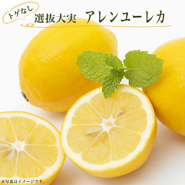 トゲなし選抜大実 アレンユーレカレモン 2年生接木苗 : 苗木部 花