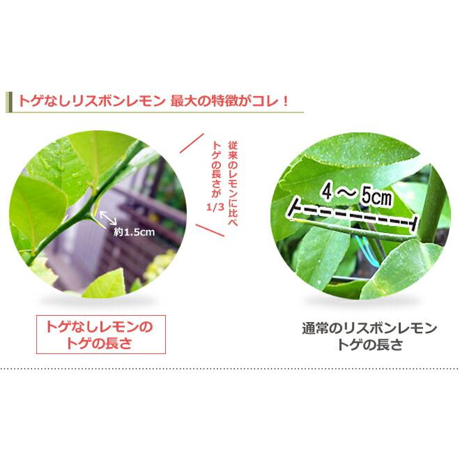 トゲなし選抜大実 アレンユーレカレモン 2年生接木苗 爆買いweek