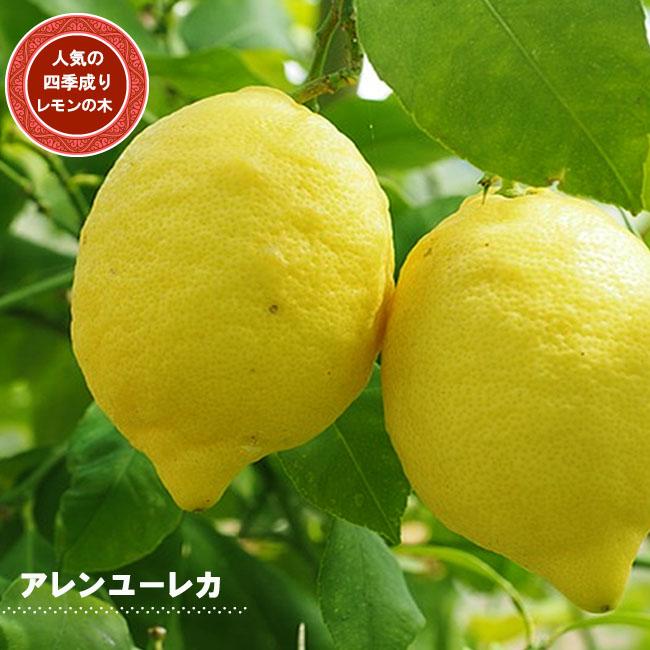 木 剪定 の レモン