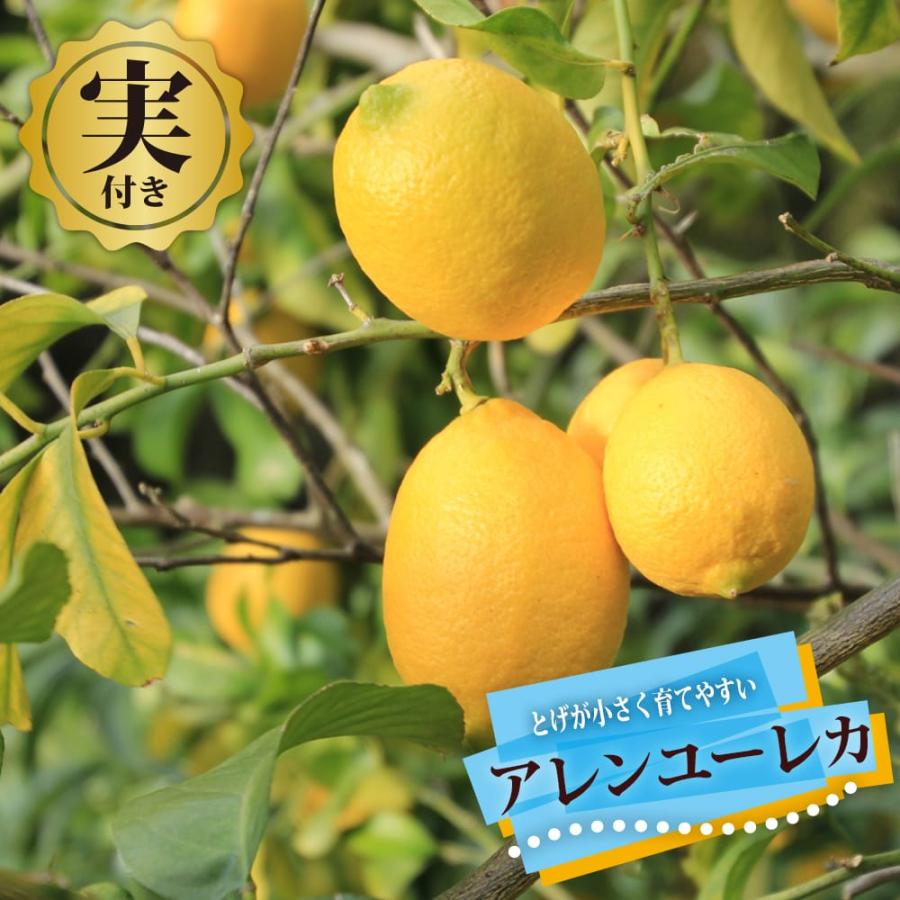 実付きレモンの木 アレンユーレカレモン 3年生接木 7号スリット鉢植え 