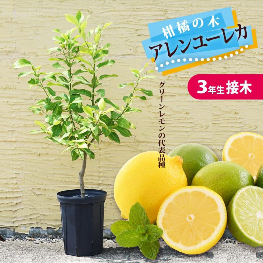 レモンの木 鉢植え アレンユーレカレモン 3年生接木大苗 7号スリット