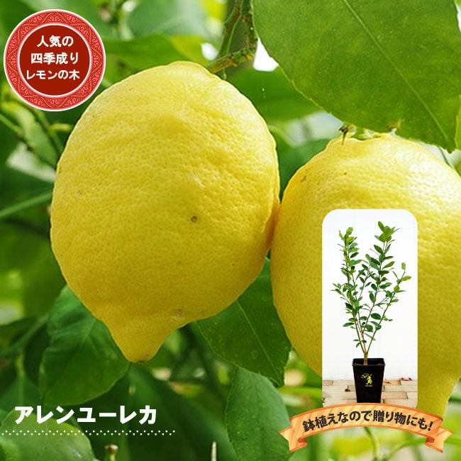レモンの木 アレンユーレカ 2年生接木苗 角鉢植え : kankitsu-arenyu