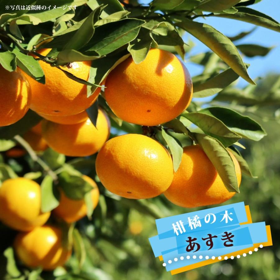 みかん 苗木 あすき 2年生接木苗 登録品種・品種登録 : 苗木部 花