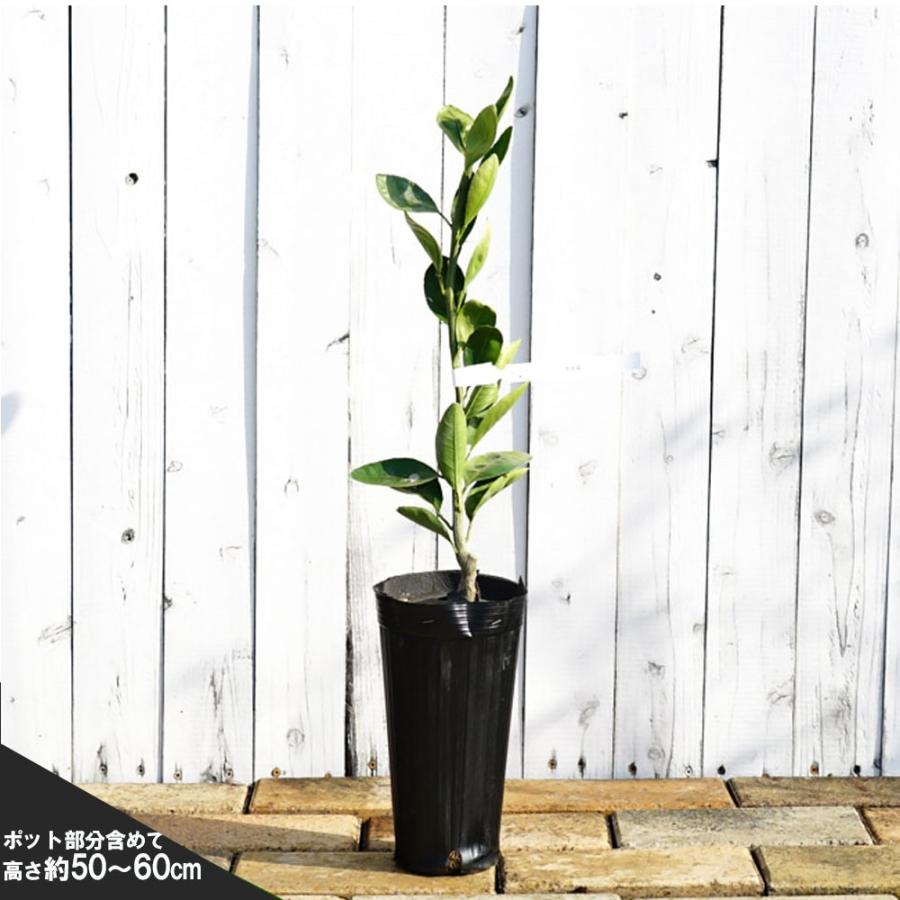 さくらじまさま専用 あすみ 3年生 苗木 登録品種 【公式通販】