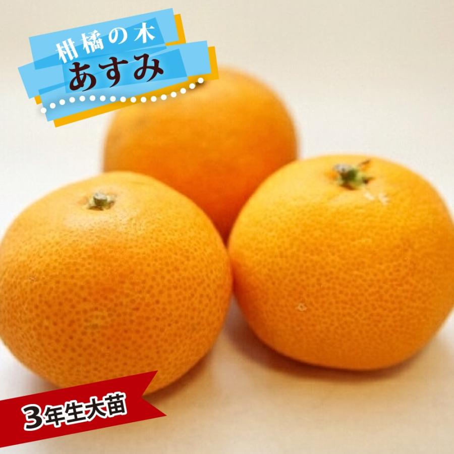 みかん 苗木 あすみ 3年生接木大苗 産地で剪定済 1.0m苗 登録 みかん 苗木 あすみ 3年生接木大苗 産地で剪定済 1.0m苗 登録