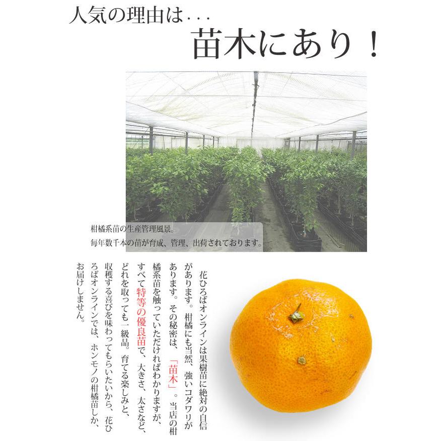 みかん 苗木 あすみ 3年生接木大苗 産地で剪定済 1.0m苗 登録品種