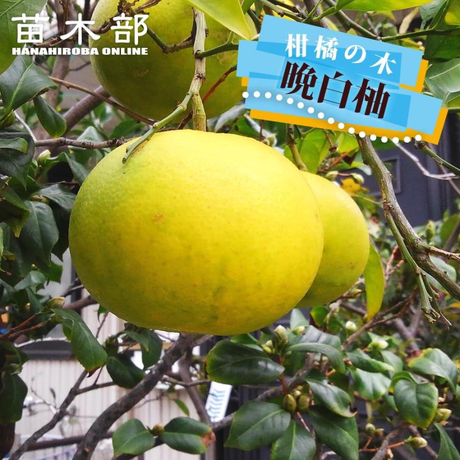 晩白柚 苗 ザボン 2年生接木苗 予約販売10〜11月頃入荷予定