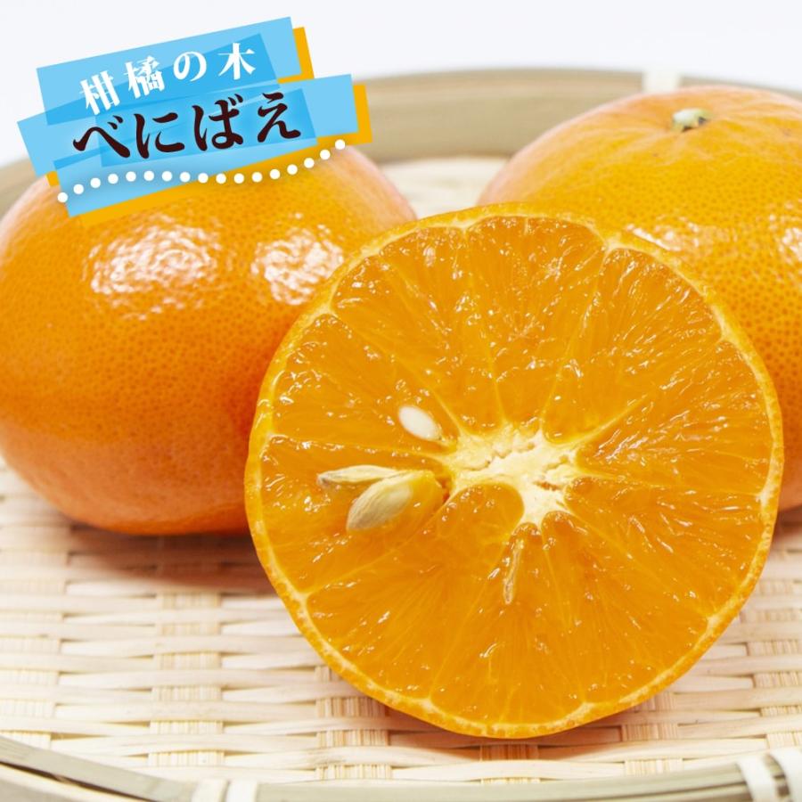 みかん 苗木 べにばえ 1年生接木苗 登録品種・品種登録 爆買 : 苗木部