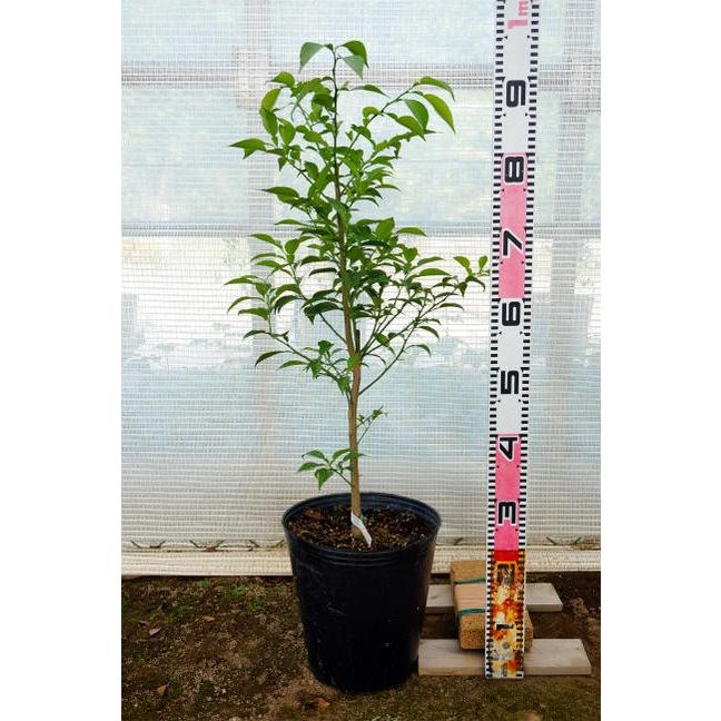 べにばえ みかん 3年生 接ぎ木 大苗 産地で剪定済 1 0m苗木 登録品種 品種登録 予約販売9 10月頃発送予定 Kankitsu Benibae 4 苗木部 花ひろばオンライン 通販 Yahoo ショッピング