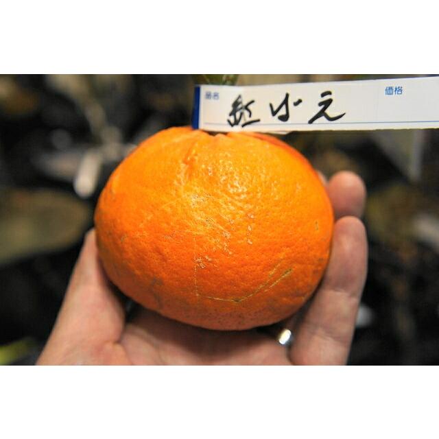 みかん 苗木 べにばえ 3年生接木大苗 産地で剪定済 1.0m苗木 登録品種