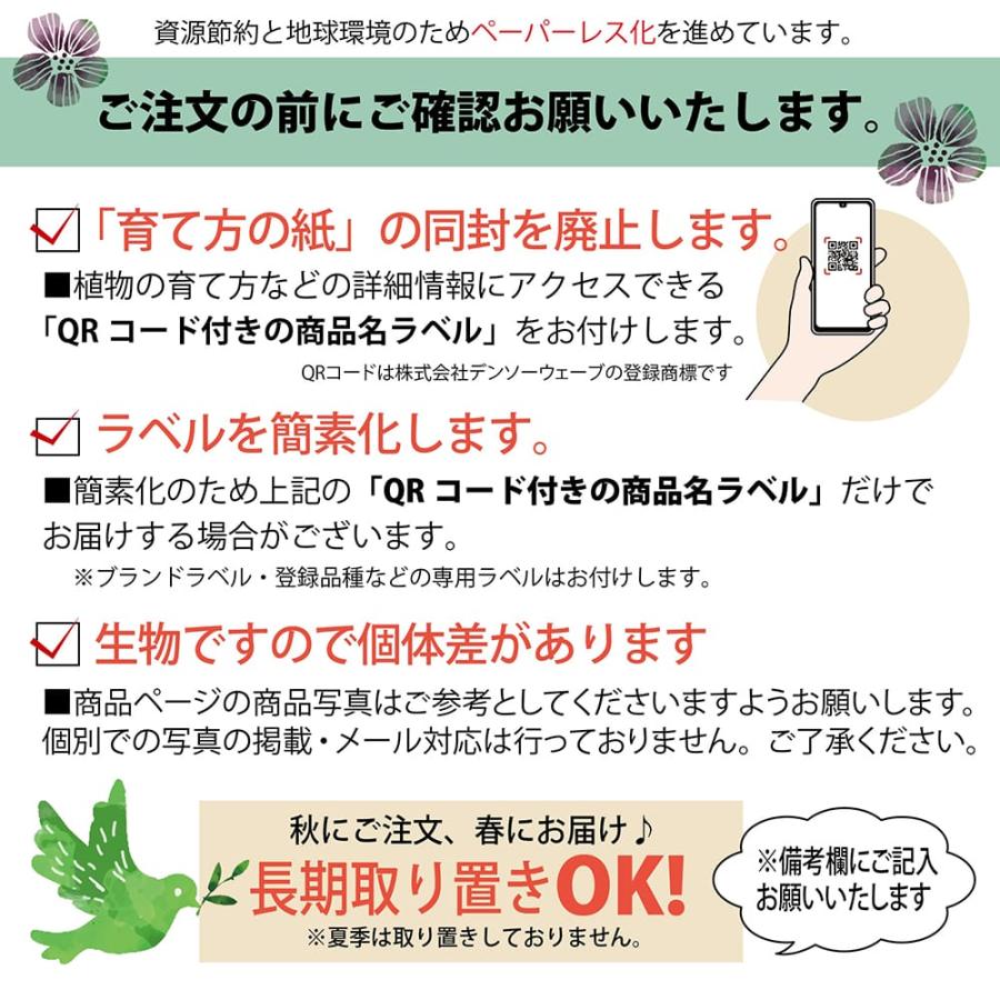 ベルガモット バロチンオレンジ 3年生 接木大苗 産地で剪定済 1.0m苗柑橘 果樹 爆買いweek |  | 04