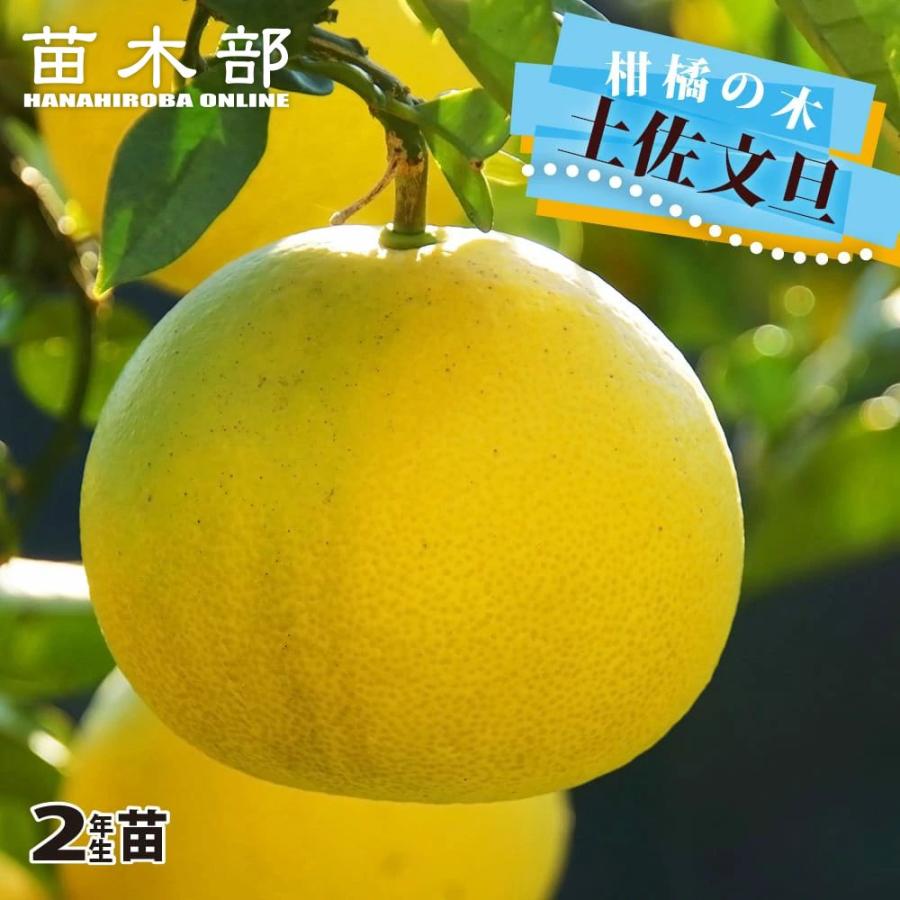 土佐文旦 2年生接木苗木 爆買いweek : 苗木部 花ひろばオンライン
