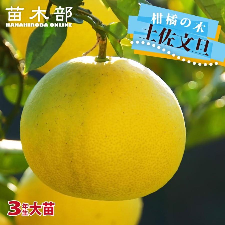 土佐文旦 3年生接木大苗 : 苗木部 花ひろばオンライン - 通販 - Yahoo