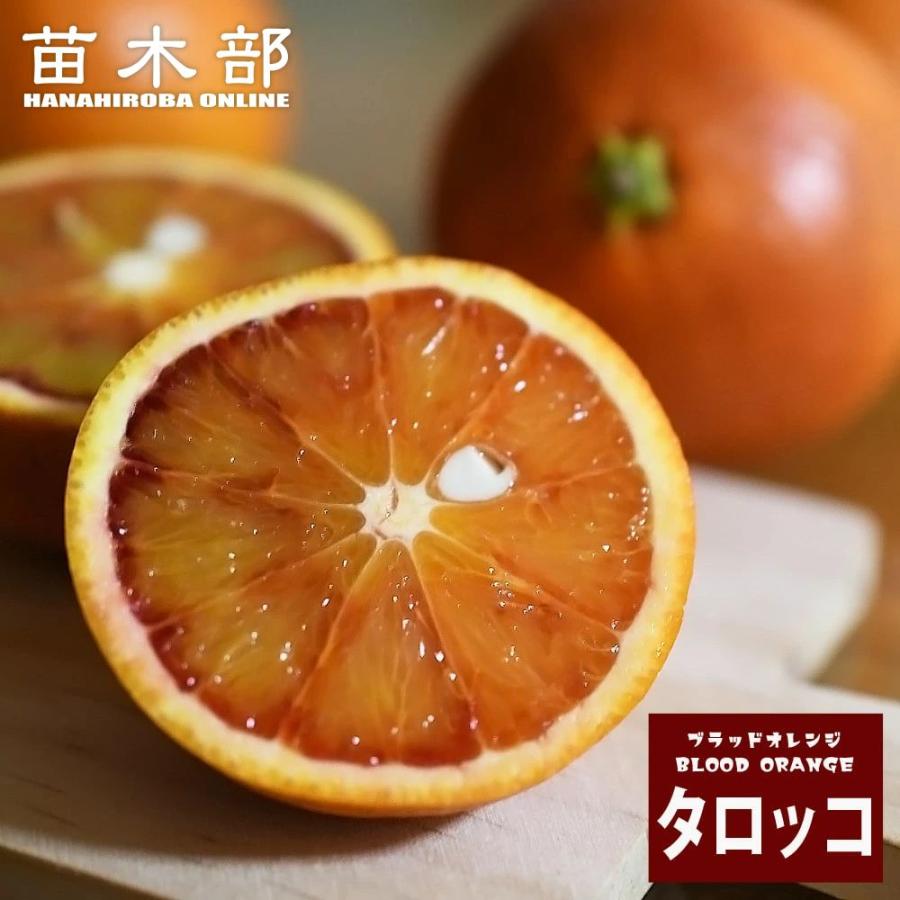 ブラッドオレンジ 苗木 タロッコ 1年生接木苗 爆買いweek : 苗木部 花