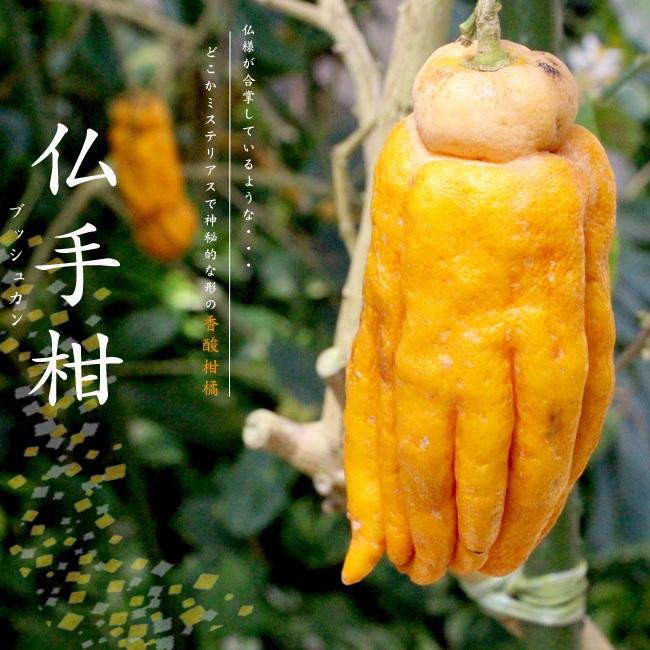 仏手柑 （ぶっしゅかん） 1年生接木苗 爆買いweek : 苗木部 花ひろば