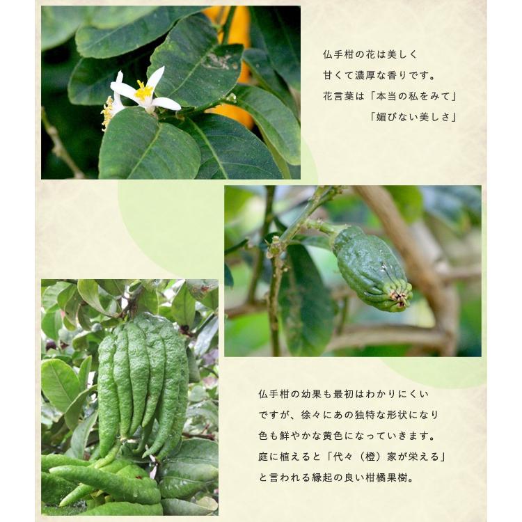 苗木・植木 仏手柑(ブッシュカン)大苗