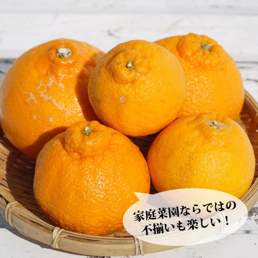 みかん 苗木 デコポン 不知火 2年生接木苗 爆買いweek : 苗木部 花