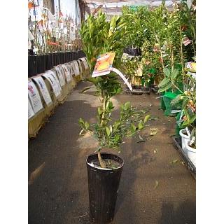みかん 苗木 デコポン 不知火 2年生接木苗 爆買いweek : 苗木部 花