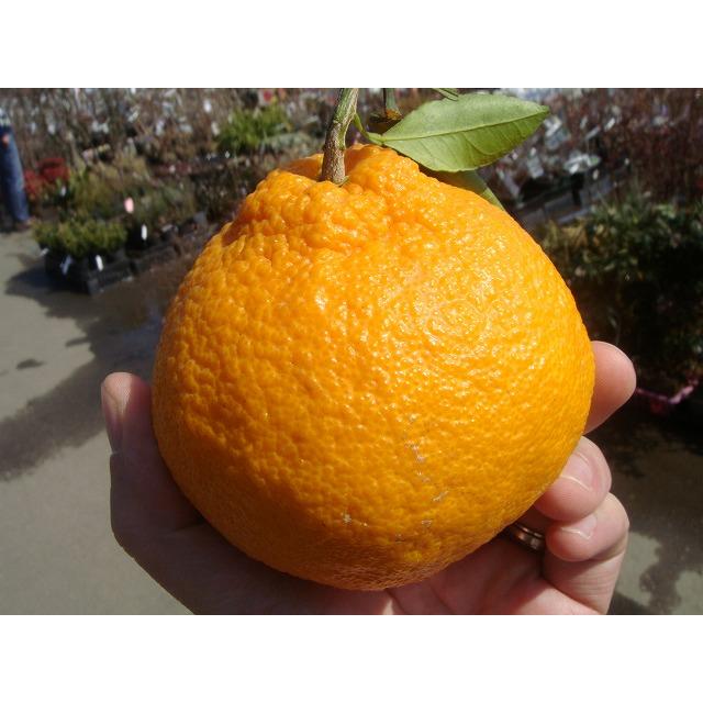 みかん 苗木 デコポン 不知火 3年生接木大苗 産地で剪定済 1.0m苗