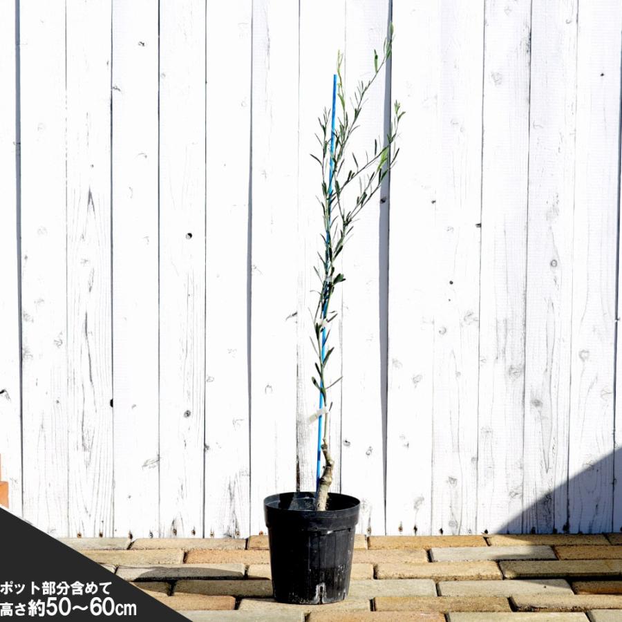 ライム 苗木 珍しいライムの木 デザートライム 2年生接木苗 |  | 02