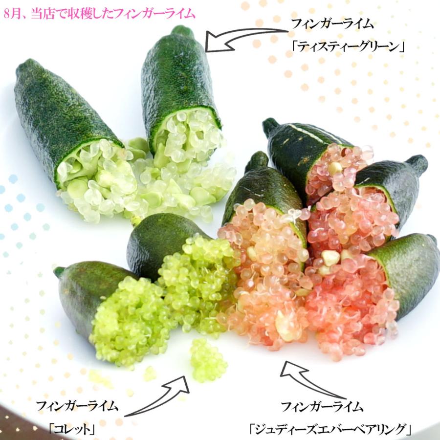 フィンガーライム 苗 テイスティーグリーン 果皮：緑 果肉：白実 2年生 接木苗 予約販売11〜12月頃入荷予定 |  | 01