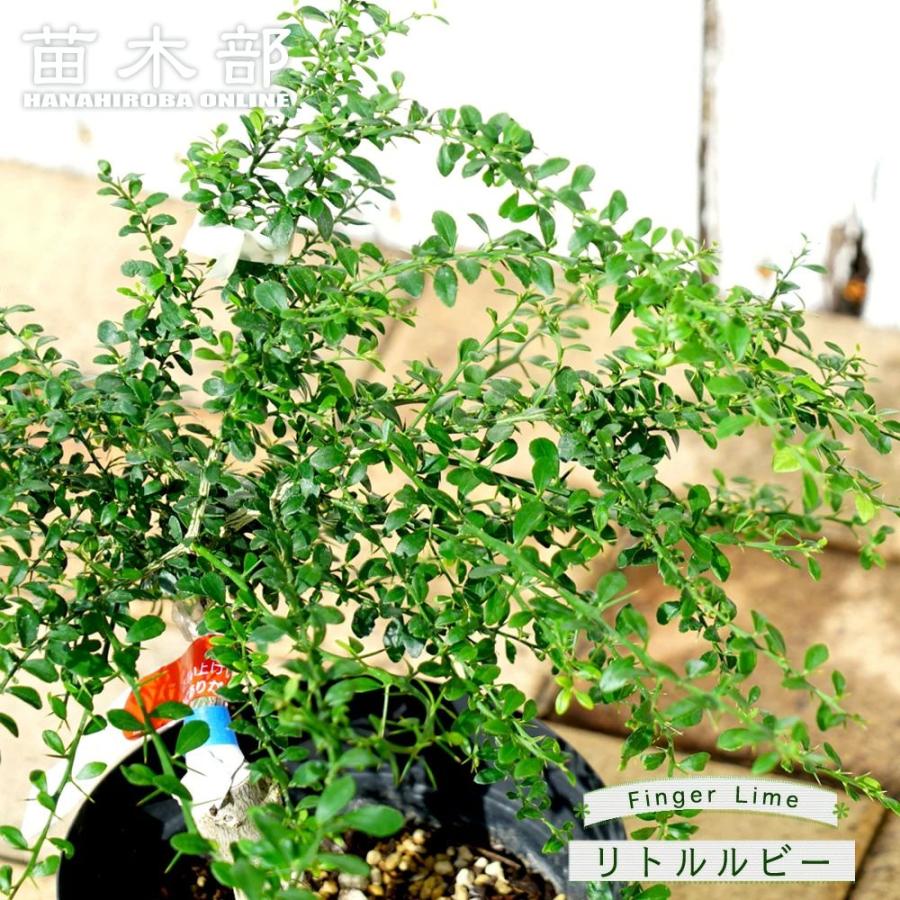 フィンガーライム 苗 リトルルビー 果皮：薄茶色 果肉：ピンク 1年生 接木苗 | 