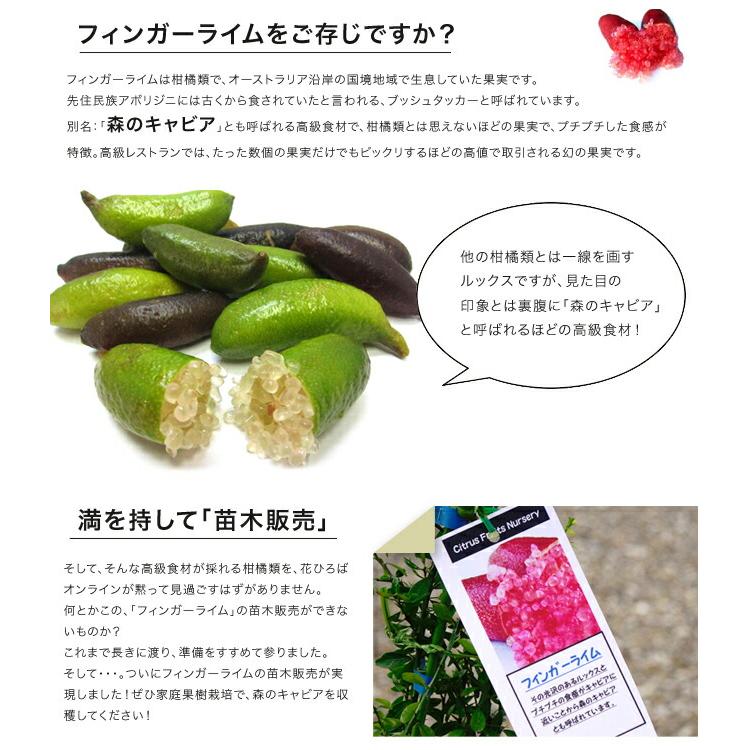 フィンガーライム 苗 ジャリレッド 果皮：黒 果肉：ピンク実 2年生 接木苗 |  | 06