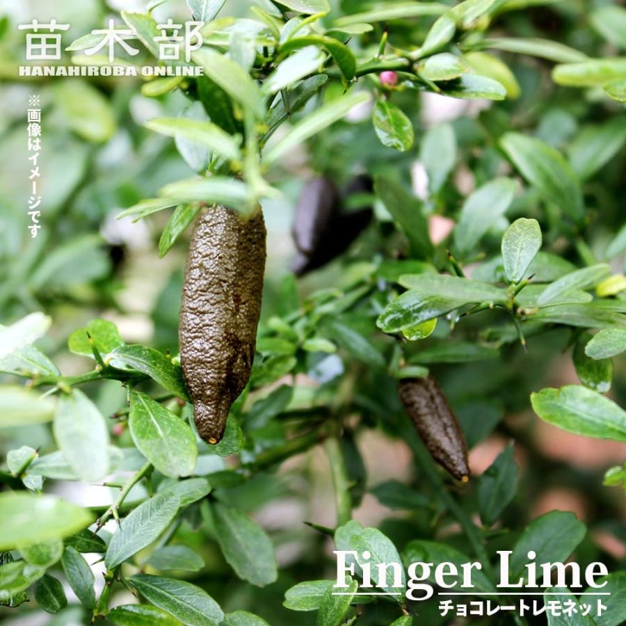フィンガーライム 32苗セット(大)☆ T☆Mさま専用 フィンガーライム